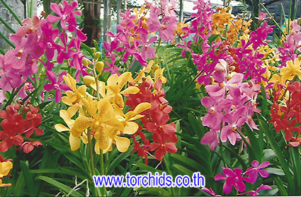 Моншаларда онлайн қарау